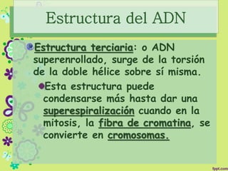 Estructura terciaria: o ADN
superenrollado, surge de la torsión
de la doble hélice sobre sí misma.
Esta estructura puede
condensarse más hasta dar una
superespiralización cuando en la
mitosis, la fibra de cromatina, se
convierte en cromosomas.
Estructura del ADN
 