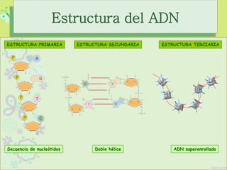 ESTRUCTURA PRIMARIA ESTRUCTURA SECUNDARIA ESTRUCTURA TERCIARIA
Secuencia de nucleótidos Doble hélice ADN superenrollado
Estructura del ADN
 