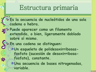Estructura primaria
Es la secuencia de nucleótidos de una sola
cadena o hebra.
Puede aparecer como un filamento
extendido, o bien, ligeramente doblado
sobre sí mismo.
En una cadena se distinguen:
Un esqueleto de polidesoxirribosas-
fosfato (sucesión de desoxirribosa-
fosfato), constante.
Una secuencia de bases nitrogenadas,
variable.
 