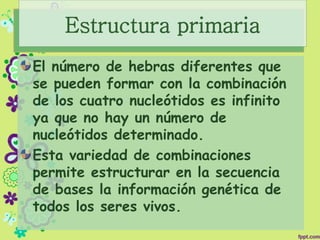 Estructura primaria
El número de hebras diferentes que
se pueden formar con la combinación
de los cuatro nucleótidos es infinito
ya que no hay un número de
nucleótidos determinado.
Esta variedad de combinaciones
permite estructurar en la secuencia
de bases la información genética de
todos los seres vivos.
 