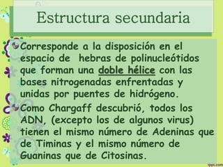 Estructura secundaria
Corresponde a la disposición en el
espacio de hebras de polinucleótidos
que forman una doble hélice con las
bases nitrogenadas enfrentadas y
unidas por puentes de hidrógeno.
Como Chargaff descubrió, todos los
ADN, (excepto los de algunos virus)
tienen el mismo número de Adeninas que
de Timinas y el mismo número de
Guaninas que de Citosinas.
 
