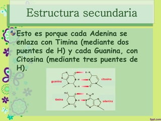 Esto es porque cada Adenina se
enlaza con Timina (mediante dos
puentes de H) y cada Guanina, con
Citosina (mediante tres puentes de
H).
Estructura secundaria
 