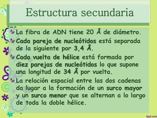 Estructura secundaria
La fibra de ADN tiene 20 Å de diámetro.
Cada pareja de nucleótidos está separada
de la siguiente por 3,4 Å.
Cada vuelta de hélice está formada por
diez parejas de nucleótidos lo que supone
una longitud de 34 Å por vuelta.
La relación espacial entre las dos cadenas
da lugar a la formación de un surco mayor
y un surco menor que se alternan a lo largo
de toda la doble hélice.
 