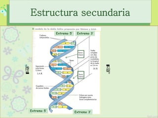 Estructura secundaria
Extremo 5’ Extremo 3’
Extremo 3’Extremo 5’
34 Å
3,4 Å
 