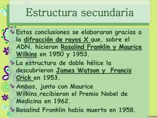 Estructura secundaria
Estas conclusiones se elaboraron gracias a
la difracción de rayos X que, sobre el
ADN, hicieron Rosalind Franklin y Maurice
Wilkins en 1950 y 1953.
La estructura de doble hélice la
descubrieron James Watson y Francis
Crick en 1953.
Ambos, junto con Maurice
Wilkins,recibieron el Premio Nobel de
Medicina en 1962.
Rosalind Franklin había muerto en 1958.
 