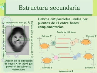 Puente de hidrógeno
Extremo 3’
Extremo 5’Extremo 3’
Extremo 5’
Diámetro del ADN (20 Ǻ)
Longituddeunavueltadehélice(34Ǻ)
Distanciaentreunpardebases(3,4Ǻ)
Estructura secundaria
Imagen de la difracción
de rayos X en ADN que
permitió descubrir su
estructura
Hebras antiparalelas unidas por
puentes de H entre bases
complementarias
Diámetro 20 Å
 