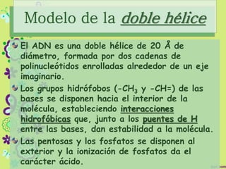 Modelo de la doble hélice
El ADN es una doble hélice de 20 Å de
diámetro, formada por dos cadenas de
polinucleótidos enrolladas alrededor de un eje
imaginario.
Los grupos hidrófobos (-CH3 y -CH=) de las
bases se disponen hacia el interior de la
molécula, estableciendo interacciones
hidrofóbicas que, junto a los puentes de H
entre las bases, dan estabilidad a la molécula.
Las pentosas y los fosfatos se disponen al
exterior y la ionización de fosfatos da el
carácter ácido.
 