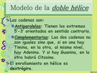 Modelo de la doble hélice
Las cadenas son:
Antiparalelas: Tienen los extremos
5’-3’ orientados en sentido contrario.
Complementarias: Las dos cadenas no
son iguales sino que, si en una hay
Timina, en la otra, al mismo nivel,
hay Adenina. Y si hay Guanina, en la
otra habrá Citosina.
El enrollamiento en hélice es
dextrógiro.
 