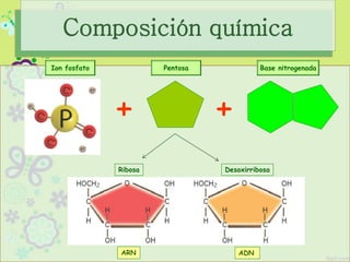 ARN ADN
+ +
Ion fosfato Pentosa Base nitrogenada
Ribosa Desoxirribosa
Composición química
 