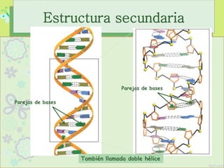 Estructura secundaria
Parejas de bases
Parejas de bases
También llamada doble hélice
 
