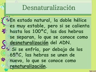 Desnaturalización
En estado natural, la doble hélice
es muy estable, pero si se calienta
hasta los 100ºC, las dos hebras
se separan, lo que se conoce como
desnaturalización del ADN.
Si se enfría, por debajo de los
65ºC, las hebras se unen de
nuevo, lo que se conoce como
renaturalización.
 