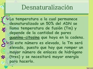Desnaturalización
La temperatura a la cual permanece
desnaturalizado un 50% del ADN se
llama temperatura de fusión (Tm) y
depende de la cantidad de pares
guanina-citosina que haya en la cadena.
Si este número es elevado, la Tm será
elevada, puesto que hay que romper un
mayor número de enlaces de hidrógeno
(tres) y se necesitará mayor energía
para hacerlo.
 