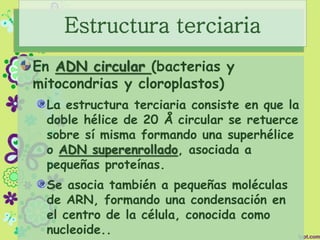 Estructura terciaria
En ADN circular (bacterias y
mitocondrias y cloroplastos)
La estructura terciaria consiste en que la
doble hélice de 20 Å circular se retuerce
sobre sí misma formando una superhélice
o ADN superenrollado, asociada a
pequeñas proteínas.
Se asocia también a pequeñas moléculas
de ARN, formando una condensación en
el centro de la célula, conocida como
nucleoide..
 
