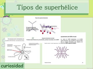 Tipos de superhélice
curiosidad
 