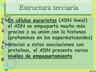 Estructura terciaria
En células eucariotas (ADN lineal)
el ADN se empaqueta mucho más
gracias a su unión con la histonas
(protaminas en los espermatozoides)
Gracias a estas asociaciones con
proteínas, el ADN presenta varios
niveles de empaquetamiento
 