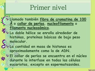 Primer nivel
Llamado también fibra de cromatina de 100
Å o collar de perlas, nucleofilamento o
filamento nucleosómico.
La doble hélice se enrolla alrededor de
histonas, proteínas básicas de bajo peso
molecular.
La cantidad en masa de histonas es
aproximadamente como la de ADN.
El collar de perlas se encuentra en el núcleo
durante la interfase en todas las células
eucariotas, excepto en espermatozoides.
 