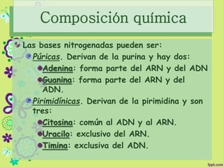 Composición química
Las bases nitrogenadas pueden ser:
Púricas. Derivan de la purina y hay dos:
Adenina: forma parte del ARN y del ADN
Guanina: forma parte del ARN y del
ADN.
Pirimidínicas. Derivan de la pirimidina y son
tres:
Citosina: común al ADN y al ARN.
Uracilo: exclusivo del ARN.
Timina: exclusiva del ADN.
 
