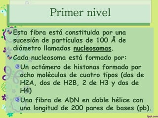 Primer nivel
Esta fibra está constituida por una
sucesión de partículas de 100 Å de
diámetro llamadas nucleosomas.
Cada nucleosoma está formado por:
Un octámero de histonas formado por
ocho moléculas de cuatro tipos (dos de
H2A, dos de H2B, 2 de H3 y dos de
H4)
Una fibra de ADN en doble hélice con
una longitud de 200 pares de bases (pb).
 