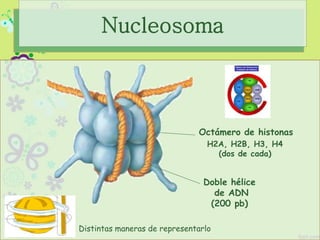 Nucleosoma
Octámero de histonas
H2A, H2B, H3, H4
(dos de cada)
Doble hélice
de ADN
(200 pb)
Distintas maneras de representarlo
 