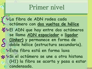 Primer nivel
La fibra de ADN rodea cada
octámero con dos vueltas de hélice
El ADN que hay entre dos octámeros
se llama ADN espaciador o ligador
(linker) y permanece en forma de
doble hélice (estructura secundaria).
Esta fibra está en forma laxa
Si el octámero se une a otra histona
(H1) la fibra se acorta y pasa a estar
condensada.
 