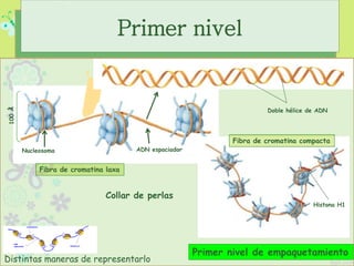 Fibra de cromatina compacta
Doble hélice de ADN
Histona H1
100Ǻ
Nucleosoma ADN espaciador
Primer nivel
Collar de perlas
Primer nivel de empaquetamiento
Fibra de cromatina laxa
Distintas maneras de representarlo
 