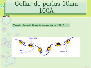Collar de perlas 10nm
100Å
También llamado fibra de cromatina de 100 Å
 