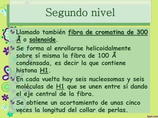 Segundo nivel
Llamado también fibra de cromatina de 300
Å o solenoide.
Se forma al enrollarse helicoidalmente
sobre sí misma la fibra de 100 Å
condensada, es decir la que contiene
histona H1.
En cada vuelta hay seis nucleosomas y seis
moléculas de H1 que se unen entre sí dando
el eje central de la fibra.
Se obtiene un acortamiento de unas cinco
veces la longitud del collar de perlas.
 