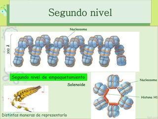 Segundo nivel de empaquetamiento
300Ǻ
Nucleosoma
Nucleosoma
Histona H1
Segundo nivel
Solenoide
Distintas maneras de representarlo
 