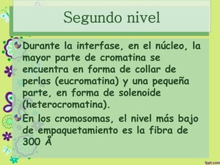Segundo nivel
Durante la interfase, en el núcleo, la
mayor parte de cromatina se
encuentra en forma de collar de
perlas (eucromatina) y una pequeña
parte, en forma de solenoide
(heterocromatina).
En los cromosomas, el nivel más bajo
de empaquetamiento es la fibra de
300 Å
 