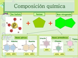 Ion fosfato Pentosa Base nitrogenada
+ +
Adenina Guanina
Bases púricas Bases pirimidínicasUracilo
Citosina
Timina
ADN, ARN
ARN ADN
ADN, ARNADN, ARN
Composición química
 