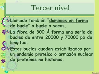 Tercer nivel
Llamado también “dominios en forma
de bucle” o bucle a secas.
La fibra de 300 Å forma una serie de
bucles de entre 20000 y 70000 pb de
longitud.
Estos bucles quedan estabilizados por
un andamio proteico o armazón nuclear
de proteínas no histonas.
 