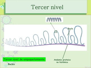 Tercer nivel de empaquetamiento
Bucle
Andamio proteico
no histónico
Tercer nivel
Bucles
 