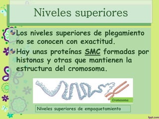 Niveles superiores
Los niveles superiores de plegamiento
no se conocen con exactitud.
Hay unas proteínas SMC formadas por
histonas y otras que mantienen la
estructura del cromosoma.
Niveles superiores de empaquetamiento
Cromosoma
 