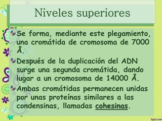Niveles superiores
Se forma, mediante este plegamiento,
una cromátida de cromosoma de 7000
Å.
Después de la duplicación del ADN
surge una segunda cromátida, dando
lugar a un cromosoma de 14000 Å.
Ambas cromátidas permanecen unidas
por unas proteínas similares a las
condensinas, llamadas cohesinas.
 
