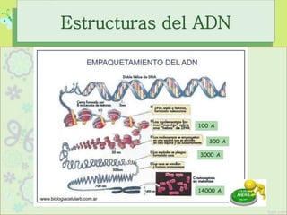 Estructuras del ADN
100 A
300 A
3000 A
14000 A
 