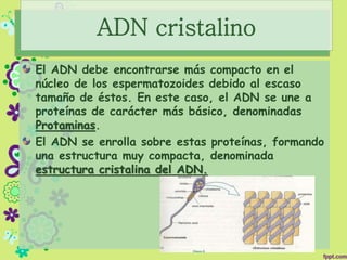 ADN cristalino
El ADN debe encontrarse más compacto en el
núcleo de los espermatozoides debido al escaso
tamaño de éstos. En este caso, el ADN se une a
proteínas de carácter más básico, denominadas
Protaminas.
El ADN se enrolla sobre estas proteínas, formando
una estructura muy compacta, denominada
estructura cristalina del ADN.
 