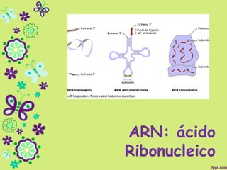ARN: ácido
Ribonucleico
 