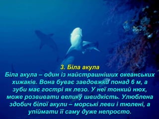 3. Біла акула3. Біла акула
Біла акула – один із найстрашніших океанськихБіла акула – один із найстрашніших океанських
хижаків. Вона буває завдовжки понад 6 м, ахижаків. Вона буває завдовжки понад 6 м, а
зуби має гострі як лезо. У неї тонкий нюх,зуби має гострі як лезо. У неї тонкий нюх,
може розвивати велику швидкість. Улюбленаможе розвивати велику швидкість. Улюблена
здобич білої акули – морські леви і тюлені, аздобич білої акули – морські леви і тюлені, а
упіймати її саму дуже непросто.упіймати її саму дуже непросто.
 