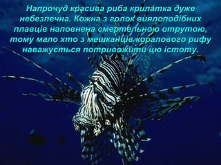 Напрочуд красива риба крилатка дужеНапрочуд красива риба крилатка дуже
небезпечна. Кожна з голок виялоподібнихнебезпечна. Кожна з голок виялоподібних
плавців наповнена смертельною отрутою,плавців наповнена смертельною отрутою,
тому мало хто з мешканців коралового рифутому мало хто з мешканців коралового рифу
наважується потривожити цю істоту.наважується потривожити цю істоту.
 