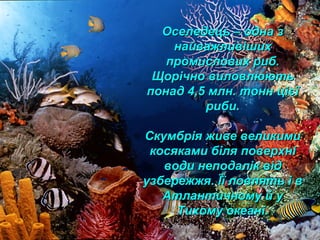Оселедець – одна зОселедець – одна з
найважливішихнайважливіших
промислових риб.промислових риб.
Щорічно виловлюютьЩорічно виловлюють
понад 4,5 млн. тонн цієїпонад 4,5 млн. тонн цієї
риби.риби.
Скумбрія живе великимиСкумбрія живе великими
косяками біля поверхнікосяками біля поверхні
води неподалік відводи неподалік від
узбережжя. Її ловлять і вузбережжя. Її ловлять і в
Атлантичному й уАтлантичному й у
Тихому океані.Тихому океані.
 