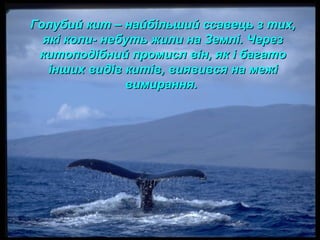 Голубий кит – найбільший ссавець з тих,Голубий кит – найбільший ссавець з тих,
які коли- небуть жили на Землі. Черезякі коли- небуть жили на Землі. Через
китоподібний промисл він, як і багатокитоподібний промисл він, як і багато
інших видів китів, виявився на межіінших видів китів, виявився на межі
вимирання.вимирання.
 