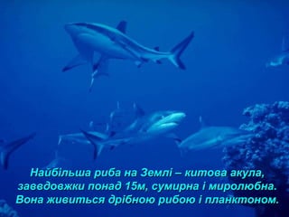 Найбільша риба на Землі – китова акула,Найбільша риба на Землі – китова акула,
заввдовжки понад 15м, сумирна і миролюбна.заввдовжки понад 15м, сумирна і миролюбна.
Вона живиться дрібною рибою і планктоном.Вона живиться дрібною рибою і планктоном.
 