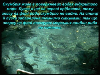 Скумбрія живе в поверхневих водах відкритогоСкумбрія живе в поверхневих водах відкритого
моря. Луска в неї на череві срібляста, томуморя. Луска в неї на череві срібляста, тому
знизу на фоні води скумбрію не видно. На спинцізнизу на фоні води скумбрію не видно. На спинці
її луска забарвлена темними смужками, так щоїї луска забарвлена темними смужками, так що
зверху на фоні похмурих морських глибин рибазверху на фоні похмурих морських глибин риба
не помітна.не помітна.
 
