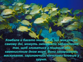 Комбала й багато інших риб, що живуть наКомбала й багато інших риб, що живуть на
самому дні, можуть змінювати забарвленнясамому дні, можуть змінювати забарвлення
так, щоб зливатися з піщяним аботак, щоб зливатися з піщяним або
камянистним дном моря. Вони завершаютькамянистним дном моря. Вони завершають
маскування, заринаючись кінчиками плавців умаскування, заринаючись кінчиками плавців у
грунт.грунт.
 