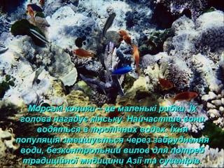 Морські коники – це маленькі рибки. ЇхМорські коники – це маленькі рибки. Їх
голова нагадує кінську. Найчастіше вониголова нагадує кінську. Найчастіше вони
водяться в тропічних водах. Їхняводяться в тропічних водах. Їхня
популяція змеишується через забрудненняпопуляція змеишується через забруднення
води, безконтрольний вилов для потребводи, безконтрольний вилов для потреб
традиційної мндицини Азії та сувенірів.традиційної мндицини Азії та сувенірів.
 