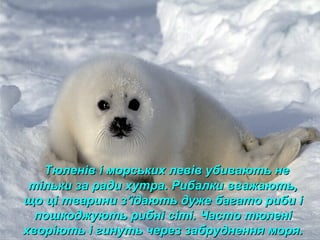 Тюленів і морських левів убивають неТюленів і морських левів убивають не
тільки за ради хутра. Рибалки вважають,тільки за ради хутра. Рибалки вважають,
що ці тварини зщо ці тварини з’їдають дуже багато риби і’їдають дуже багато риби і
пошкоджують рибні сіті. Часто тюленіпошкоджують рибні сіті. Часто тюлені
хворіють і гинуть через забруднення моря.хворіють і гинуть через забруднення моря.
 
