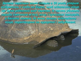 Зелена черепаха може тільки в 50 років упершеЗелена черепаха може тільки в 50 років уперше
вибратись з води на берег, щоб відкласти яйця.вибратись з води на берег, щоб відкласти яйця.
Це дуже рідкісний вид черепах, їх часто убивалиЦе дуже рідкісний вид черепах, їх часто убивали
заради смачного мзаради смачного м‘‘яса, яєць і красивих панцерів,яса, яєць і красивих панцерів,
а багато пляжів, де вони звикли відкладатиа багато пляжів, де вони звикли відкладати
яйця, перетворені на курортні і забудовані.яйця, перетворені на курортні і забудовані.
 