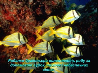 Рибалки-браконьєри виловлюють рибу заРибалки-браконьєри виловлюють рибу за
допомогою вудок, пасток і небезпечнихдопомогою вудок, пасток і небезпечних
сіток.сіток.
 