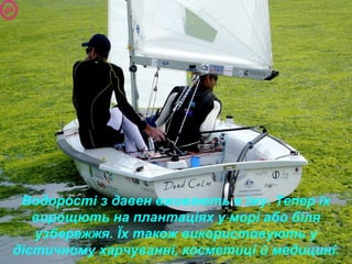 Водорості з давен вживають в їжу. Тепер їх
вирощють на плантаціях у морі або біля
узбережжя. Їх також використовують у
дієтичному харчуванні, косметиці й медицині.
 