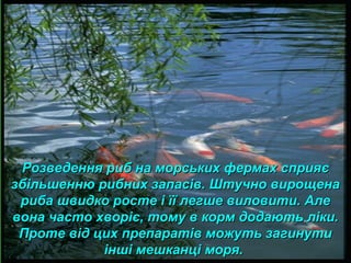 Розведення риб на морських фермах сприяєРозведення риб на морських фермах сприяє
збільшенню рибних запасів. Штучно вирощеназбільшенню рибних запасів. Штучно вирощена
риба швидко росте і її легше виловити. Алериба швидко росте і її легше виловити. Але
вона часто хворіє, тому в корм додають ліки.вона часто хворіє, тому в корм додають ліки.
Проте від цих препаратів можуть загинутиПроте від цих препаратів можуть загинути
інші мешканці моря.інші мешканці моря.
 